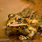 Indian bullfrog