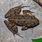 Cricket Frog