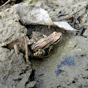 Boreal Chorus Frog
