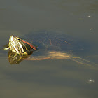 Pond slider