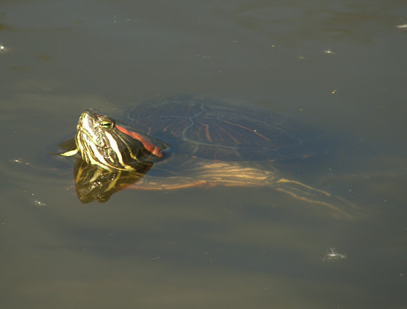 Spotting Image 1