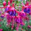 Fucsia
