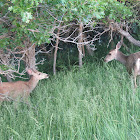 Mule Deer