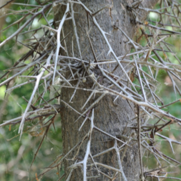 Tree with Thorns