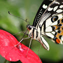 butterfly