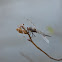 Dragonfly with its chrysalis