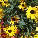 Black-eyed Susan