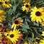 Black-eyed Susan