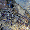 Common Garter Snake
