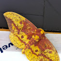 Imperial Moth