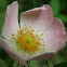 Dog rose