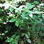 Bay leaf