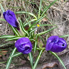 Krokus