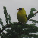 American Goldfinch
