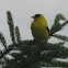 American Goldfinch