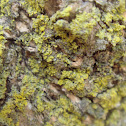 Candleflame Lichen