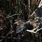 Green Heron (Fledglings)