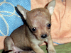 Vendo Hermosos Cachorros Chihuahuas