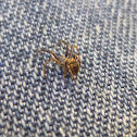 Orb weaver