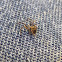 Orb weaver