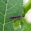 Horntail
