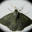 Moth