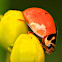 Spotless Ladybug