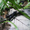 Sphex Wasp