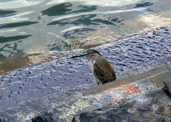 Spotting Image 1