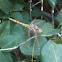 Varigated meadowhawk