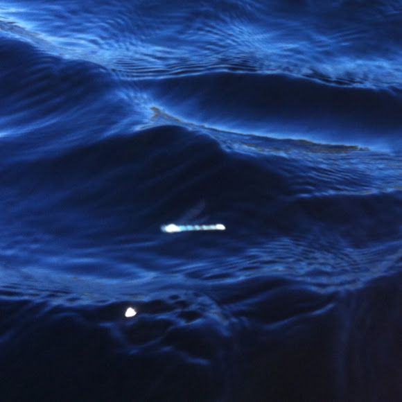 Spotting Image 1