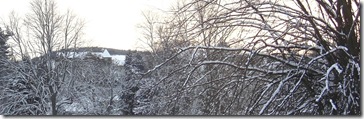 dilkusha and winter trees