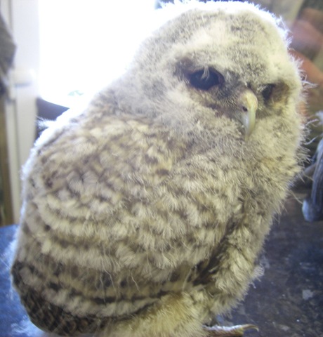 [clyde valley baby owl[4].jpg]