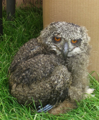 [ingliston baby eagle owl[4].jpg]