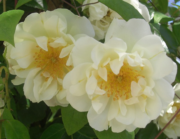 [alnwick gardenpale roses[4].jpg]