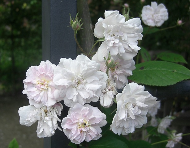 [alnwick garden climbing rose[6].jpg]