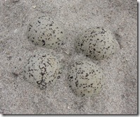 deserted plover's eggs