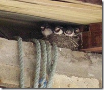 4 baby swallows