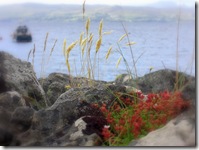 doune wednesday grass on rocks