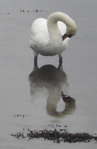 [tarbert swan reflection[4].jpg]