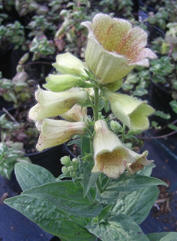 [craigieburn flower[20].jpg]