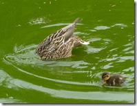 ma and baby duck