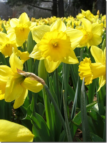 spring spring
