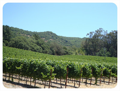 grape vines sonoma