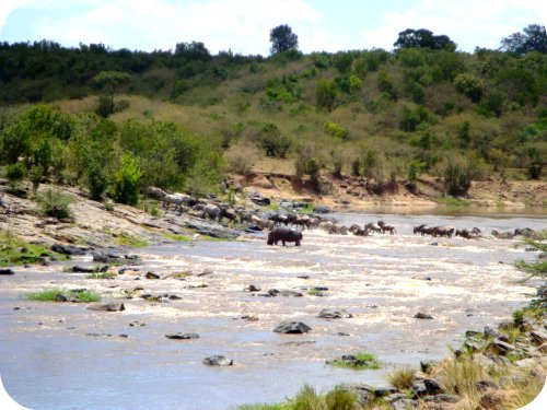 the great migration masai mara