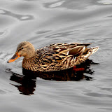  &ndash; Today on the Lake March 9 2010