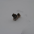 Snow Storm - January 2010