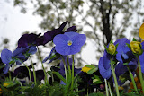 DSC_0059.JPG