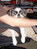 Relaxing on Chase's lap.  His favorite place.