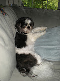Gizmo thinks he is a human at times.  He likes to relax on the couch.